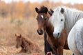 Close up of wild yakutian horse family with lying colt Royalty Free Stock Photo