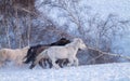 Yakutian horses running on the snow next to some trees Royalty Free Stock Photo