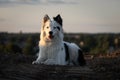 Yakutian Laika boy running in the mountains at sunset