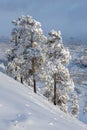 On a beautiful cold winter day over Yakutsk city. Snow-covered pines on the hillside