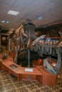 Interior of the national museum of Yakutsk. Skeleton of mammoth in the museum. Royalty Free Stock Photo