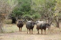 Yala National Park in Sri Lanka. A herd of buffaloes.