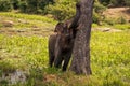 Big Elephant in Yala safari, Sri lanka. Royalty Free Stock Photo