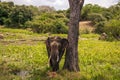 Big Elephant in Yala safari, Sri lanka. Royalty Free Stock Photo