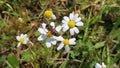 Messengers of spring, daisies and bees .