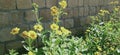 Yallow flowers near stone wall