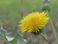 Yallow Wild sunflower