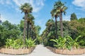 Tropic palms in the Nikitsky Botanical Garden in Yalta Royalty Free Stock Photo