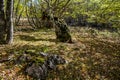 Forest on Mount Ai-Petri, Crimea