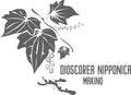 Dioscorea nipponica Makino root silhouette vector illustration