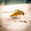 The yam hawk moth
