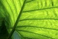 Yam leaf