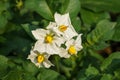 Potatoe Ipomoea batatas