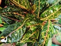 yam tree so beautiful angel background green red so nice