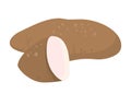 Yam vector.Fresh yam and slice illustration