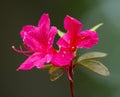 Yama tsutsuji, japanese azalea, rhododendron Royalty Free Stock Photo