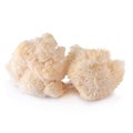 Yamabushitake mushroom or lion mane mushroom isolated over white background Royalty Free Stock Photo