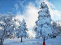 Yamagata frozen trees snow monsters and ski slope at mt.zao Royalty Free Stock Photo