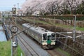 Landscape View Of Beautiful Cherry Blossoms And JR Train