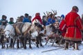 Yamal, open area, tundra,The extreme north, Races on reindeer sled in the Reindeer Herder`s Day on Yamal Royalty Free Stock Photo