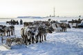 Races on reindeer sled in the Reindeer Herder's Day on Yamal, Sporting activity.Deer