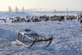 Yamal peninsula, Siberia. A herd of reindeer in winter, Reindeers migrate for a best grazing in the tundra nearby of polar circle Royalty Free Stock Photo