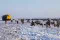 Yamal peninsula, Siberia. A herd of reindeer in winter, Reindeers migrate for a best grazing in the tundra nearby of polar circle Royalty Free Stock Photo