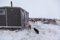 Yamal peninsula, Siberia. A herd of reindeer in winter, Reindeers migrate for a best grazing in the tundra nearby of polar circle Royalty Free Stock Photo