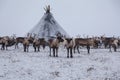 Yamal peninsula, Siberia. A herd of reindeer in winter, Reindeers migrate for a best grazing in the tundra nearby of polar circle Royalty Free Stock Photo