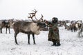 Yamal peninsula, Siberia. A herd of reindeer in winter, Reindeers migrate for a best grazing in the tundra nearby of polar circle Royalty Free Stock Photo