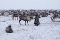 Yamal peninsula, Siberia. A herd of reindeer in winter, Reindeers migrate for a best grazing in the tundra nearby of polar circle