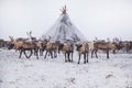 Yamal peninsula Siberia. A herd of reindeer in winter Reindeers migrate for a best grazing in the tundra nearby of polar circle