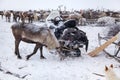 Yamal peninsula Siberia. A herd of reindeer in winter Reindeers migrate for a best grazing in the tundra nearby of polar circle