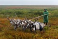 Nomad herder leads sledge with firewood to a camp.