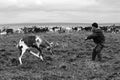 Nomad shepherd catches reindeer by lasso during migration.