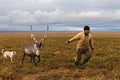 Nomad shepherd catches reindeer by lasso during migration.