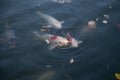 Japanese Koi are domesticated Amur carp that are selected or culled for color. Royalty Free Stock Photo