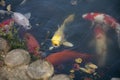 Japanese Koi are domesticated Amur carp that are selected or culled for color.