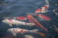 Japanese Koi are domesticated Amur carp that are selected or culled for color. Royalty Free Stock Photo