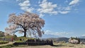 Locals and tourists visit Wanitsuka no Sakura A large 330 year old cherry tree with a view of the mountains and Mount Fuji behind
