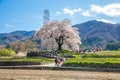 Yamanashi, Japan - April 7, 2024 : Locals and tourists visit Wanitsuka no Sakura A large 330 year old cherry tree with a view of