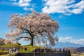 Locals and tourists visit Wanitsuka no Sakura A large 330 year old cherry tree