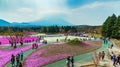 Yamanashi, Japan - May 1, 2017 : Pink moss or shibasakura field