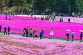 Yamanashi, Japan - May 1, 2017 : Pink moss or shibasakura field