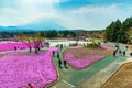 Yamanashi, Japan - May 1, 2017 : Pink moss or shibasakura field