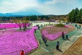 Yamanashi, Japan - May 1, 2017 : Pink moss or shibasakura field