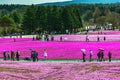 Yamanashi, Japan - May 1, 2017 : Pink moss or shibasakura field