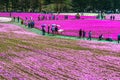 Yamanashi, Japan - May 1, 2017 : Pink moss or shibasakura field