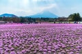 Yamanashi, Japan - May 1, 2017 : Shibasakura field or pink moss