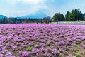 Yamanashi, Japan - May 1, 2017 : Shibasakura field or pink moss